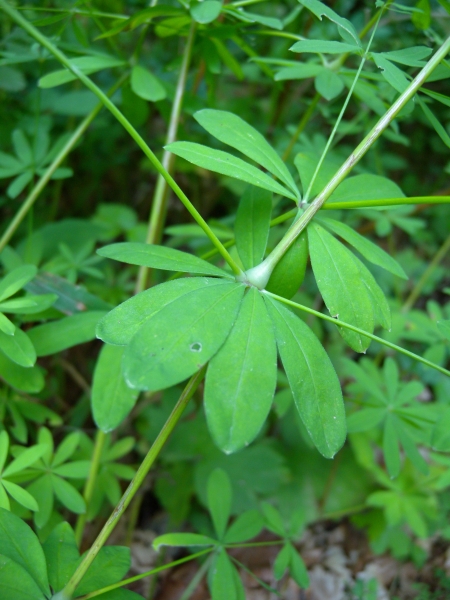 Pflanzenbild gross Wald-Labkraut - Galium sylvaticum