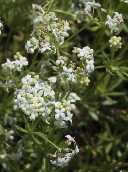 Pflanzenbild gross Alpen-Labkraut - Galium anisophyllon