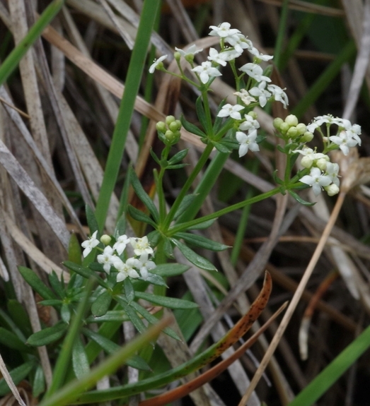 Pflanzenbild gross Alpen-Labkraut - Galium anisophyllon