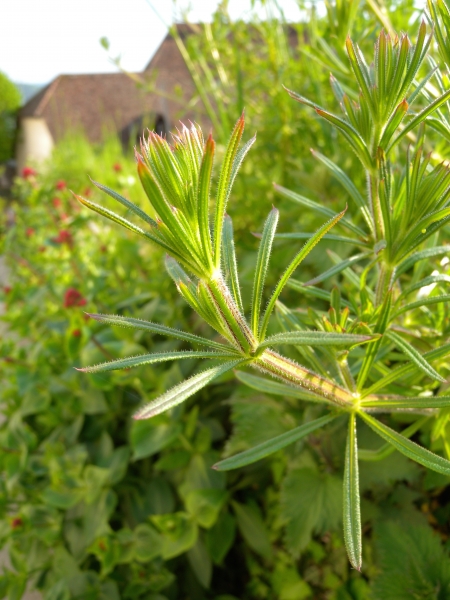 Pflanzenbild gross Kletten-Labkraut - Galium aparine