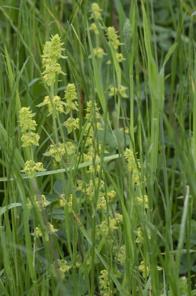 Pflanzenbild gross Behaartes Kreuzlabkraut - Cruciata laevipes