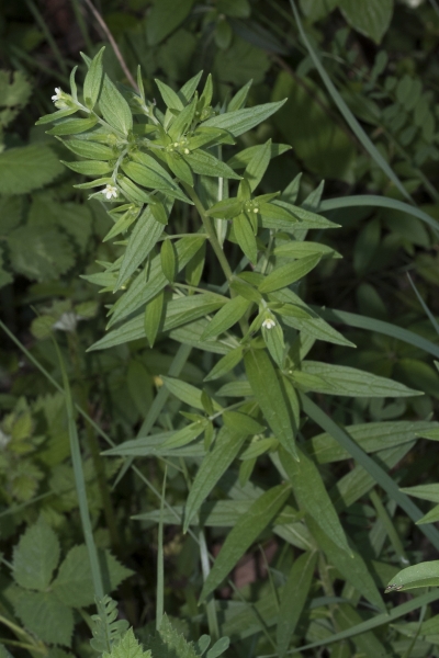 Pflanzenbild gross Echter Steinsame - Lithospermum officinale