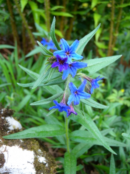 Pflanzenbild gross Blauer Steinsame - Buglossoides purpurocaerulea