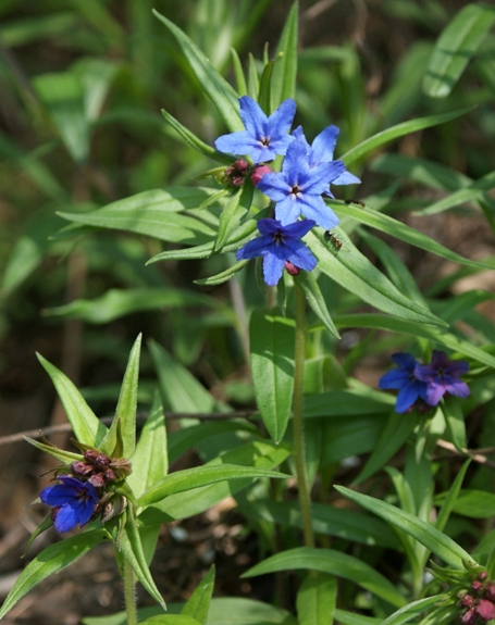 Pflanzenbild gross Blauer Steinsame - Buglossoides purpurocaerulea