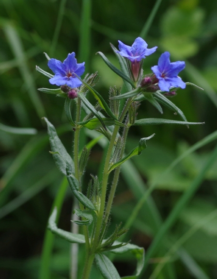 Pflanzenbild gross Blauer Steinsame - Buglossoides purpurocaerulea
