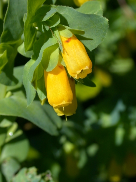 Pflanzenbild gross Alpen-Wachsblume - Cerinthe glabra
