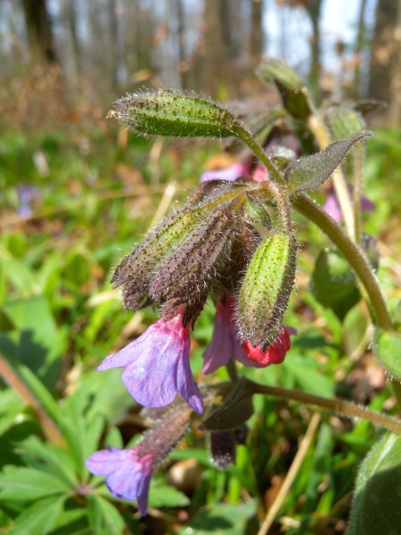 Pflanzenbild gross Gewöhnliches Lungenkraut - Pulmonaria officinalis