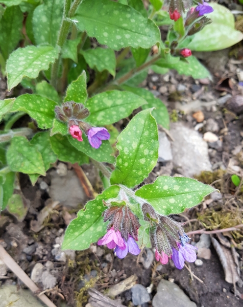 Pflanzenbild gross Gewöhnliches Lungenkraut - Pulmonaria officinalis