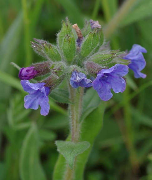 Pflanzenbild gross Südalpen-Lungenkraut - Pulmonaria australis