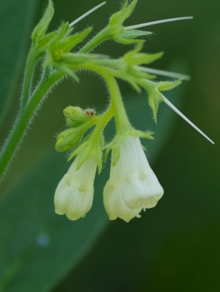 Pflanzenbild gross Echte Wallwurz - Symphytum officinale
