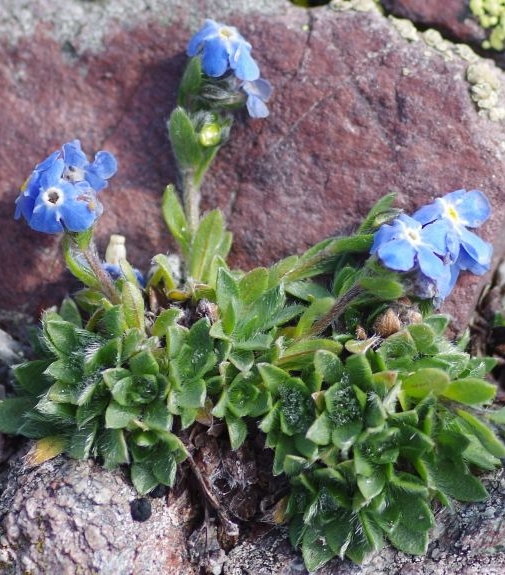 Pflanzenbild gross Himmelsherold - Eritrichium nanum