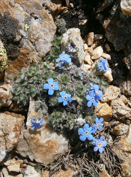 Pflanzenbild gross Himmelsherold - Eritrichium nanum