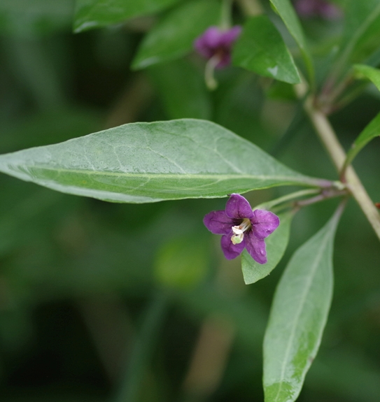Pflanzenbild gross Bocksdorn - Lycium barbarum