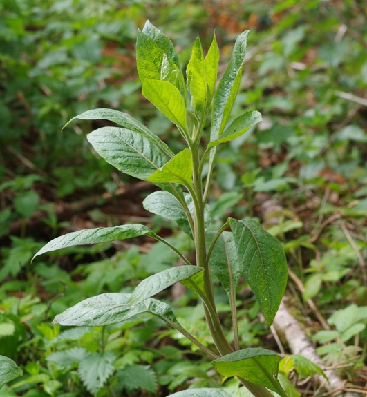 Pflanzenbild gross Tollkirsche - Atropa bella-donna