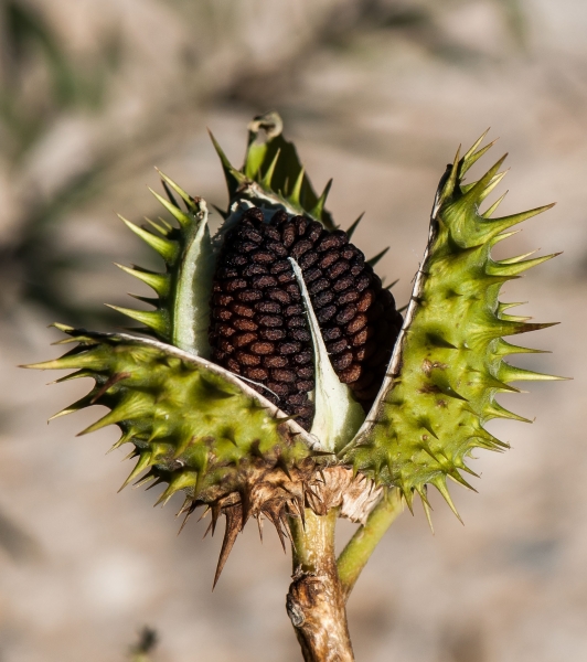 Pflanzenbild gross Stechapfel - Datura stramonium