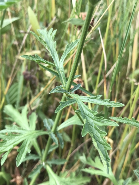 Pflanzenbild gross Eisenkraut - Verbena officinalis