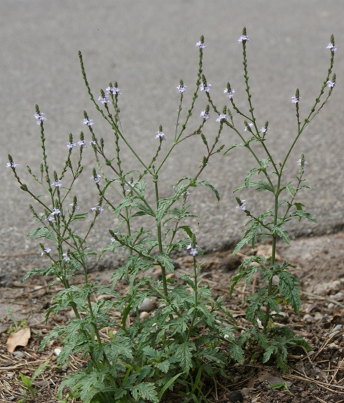 Pflanzenbild gross Eisenkraut - Verbena officinalis