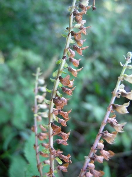 Pflanzenbild gross Salbeiblättriger Gamander - Teucrium scorodonia