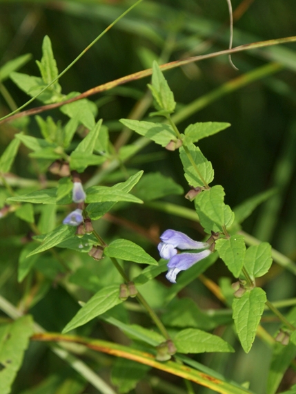 Pflanzenbild gross Sumpf-Helmkraut - Scutellaria galericulata