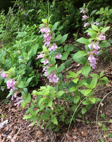 Pflanzenbild gross Immenblatt - Melittis melissophyllum