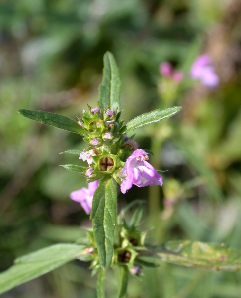 Pflanzenbild gross Schmalblättriger Hohlzahn - Galeopsis angustifolia