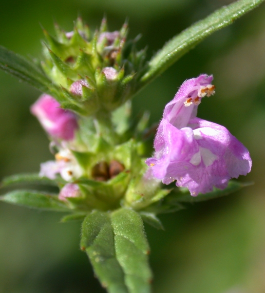 Pflanzenbild gross Schmalblättriger Hohlzahn - Galeopsis angustifolia