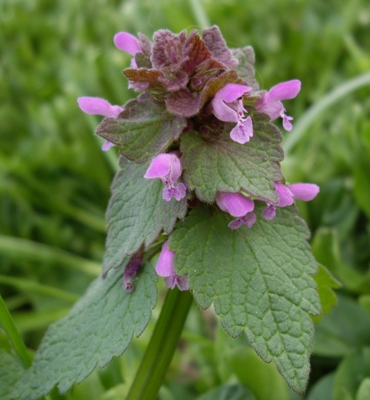 Pflanzenbild gross Acker-Taubnessel - Lamium purpureum