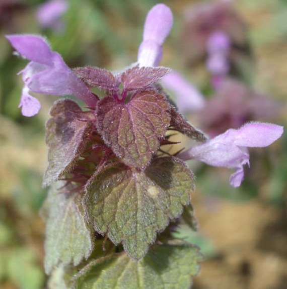 Pflanzenbild gross Acker-Taubnessel - Lamium purpureum