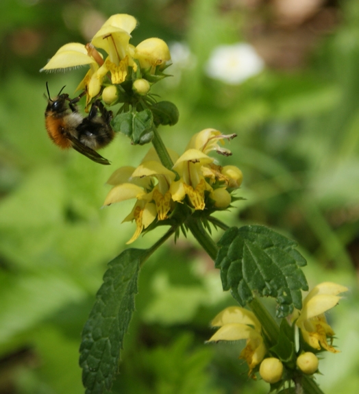 Pflanzenbild gross Goldnessel - Lamium galeobdolon