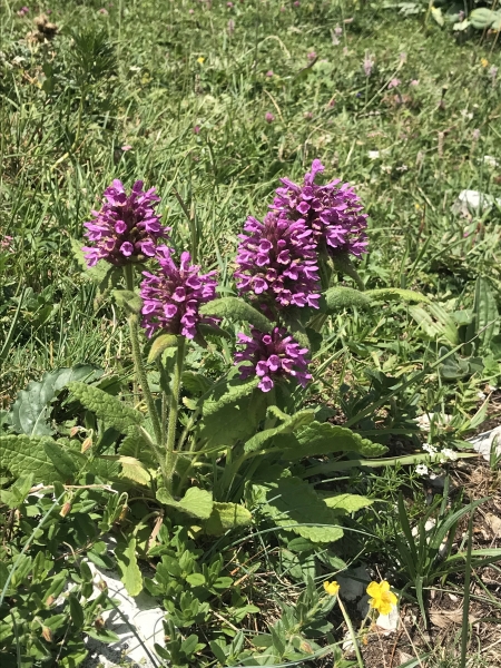 Pflanzenbild gross Alpen-Betonie - Stachys pradica