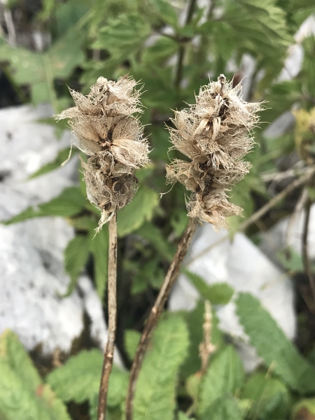 Pflanzenbild gross Alpen-Betonie - Stachys pradica
