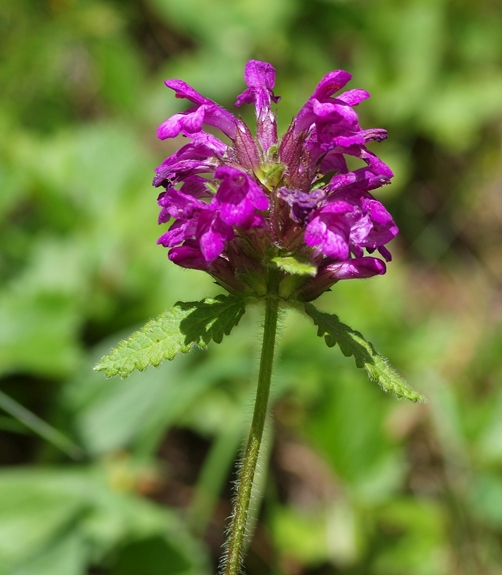 Pflanzenbild gross Alpen-Betonie - Stachys pradica