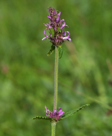 Pflanzenbild gross Echte Betonie - Stachys officinalis