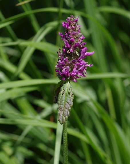 Pflanzenbild gross Echte Betonie - Stachys officinalis