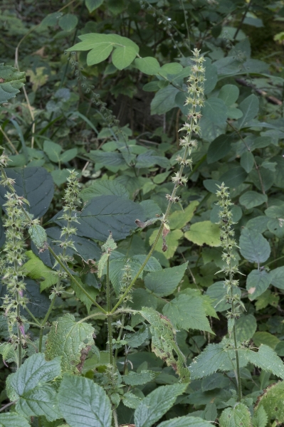 Pflanzenbild gross Wald-Ziest - Stachys sylvatica
