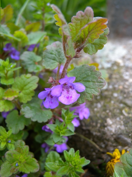 Pflanzenbild gross Gundelrebe - Glechoma hederacea