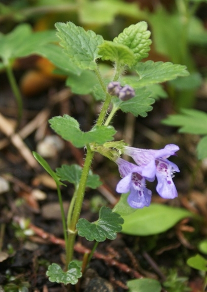 Pflanzenbild gross Gundelrebe - Glechoma hederacea