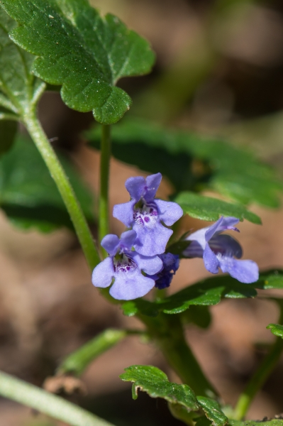 Pflanzenbild gross Gundelrebe - Glechoma hederacea