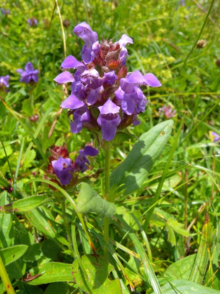 Pflanzenbild gross Grosse Brunelle - Prunella grandiflora