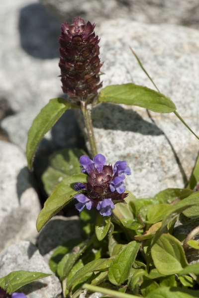 Pflanzenbild gross Kleine Brunelle - Prunella vulgaris