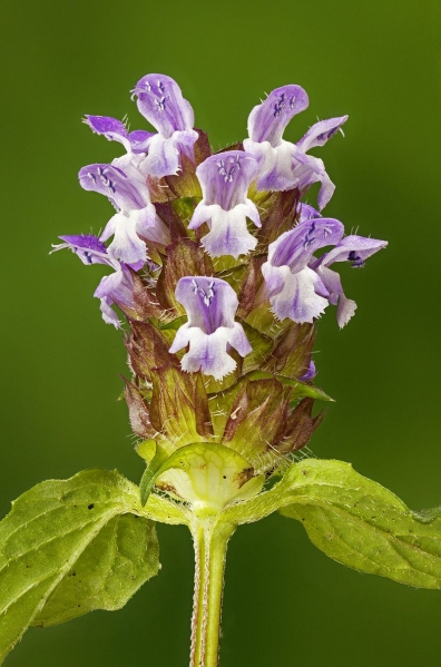 Pflanzenbild gross Kleine Brunelle - Prunella vulgaris