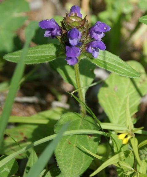 Pflanzenbild gross Kleine Brunelle - Prunella vulgaris