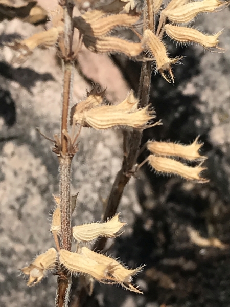 Pflanzenbild gross Alpen-Steinquendel - Acinos alpinus