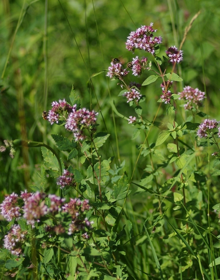 Pflanzenbild gross Echter Dost - Origanum vulgare
