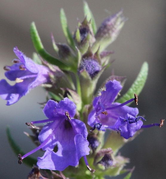 Pflanzenbild gross Echter Ysop - Hyssopus officinalis