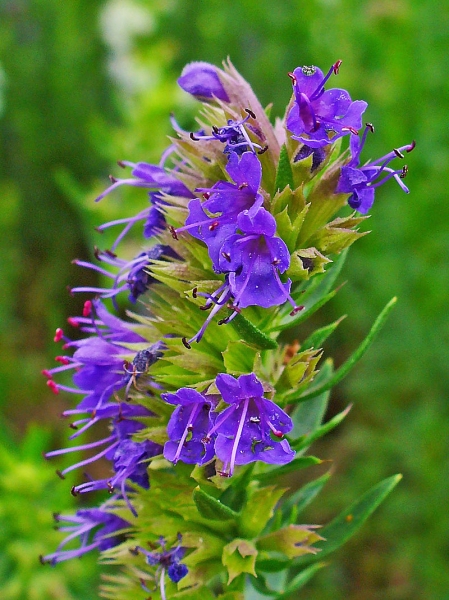 Pflanzenbild gross Echter Ysop - Hyssopus officinalis
