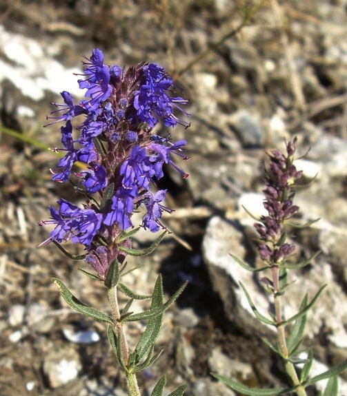 Pflanzenbild gross Echter Ysop - Hyssopus officinalis