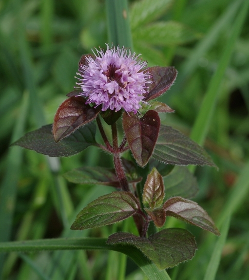 Pflanzenbild gross Wasser-Minze - Mentha aquatica