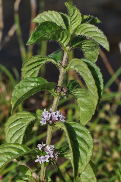Pflanzenbild gross Acker-Minze - Mentha arvensis