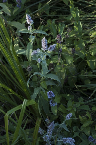 Pflanzenbild gross Ross-Minze - Mentha longifolia